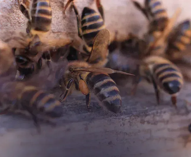 bees-control-london Wasp nest removal in Kensington & Chelsea