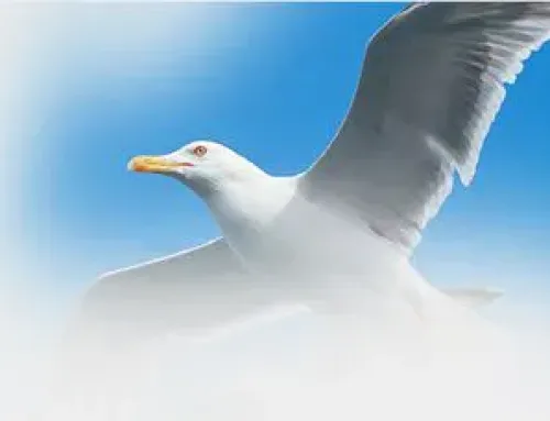 Pest Control Holland On Sea