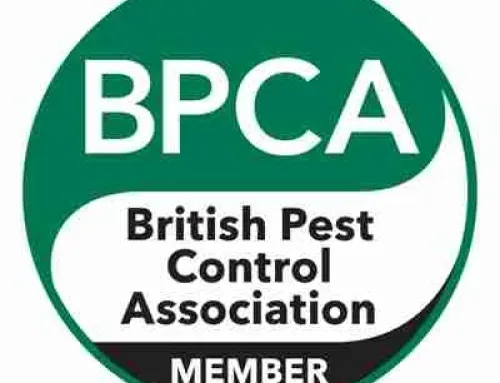Pest Control Walton On The Naze